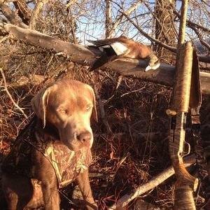 Meet your Posher, Sean